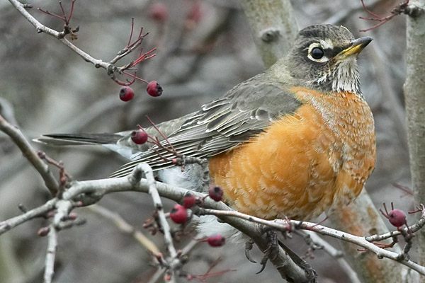 American Robin