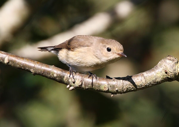 Red-breasted Flycatcher