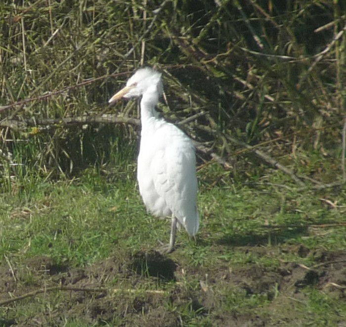 Cattle Egret