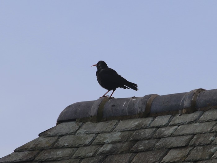 Chough