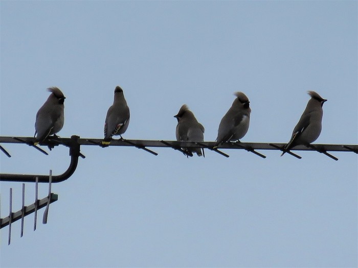 Waxwing