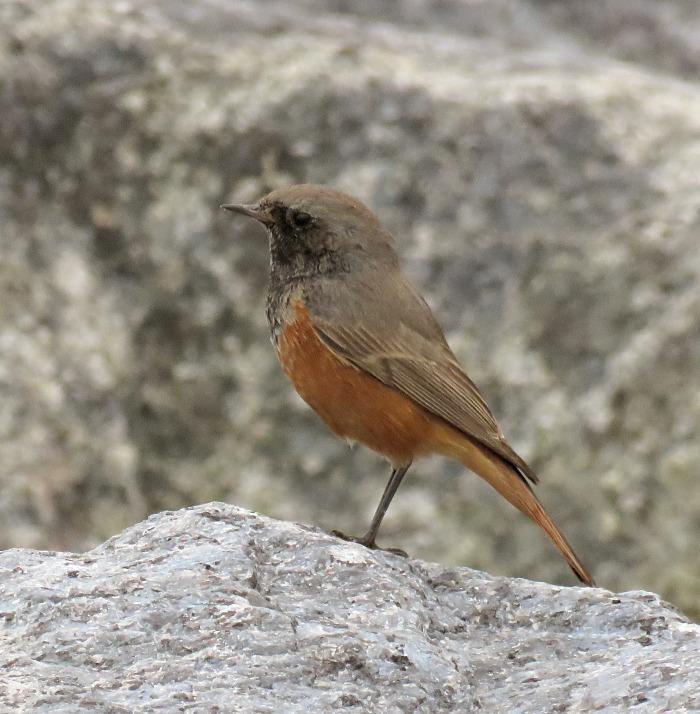 Eastern Black Redstart