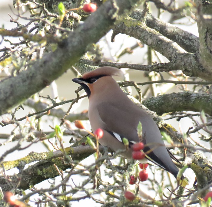 Waxwing