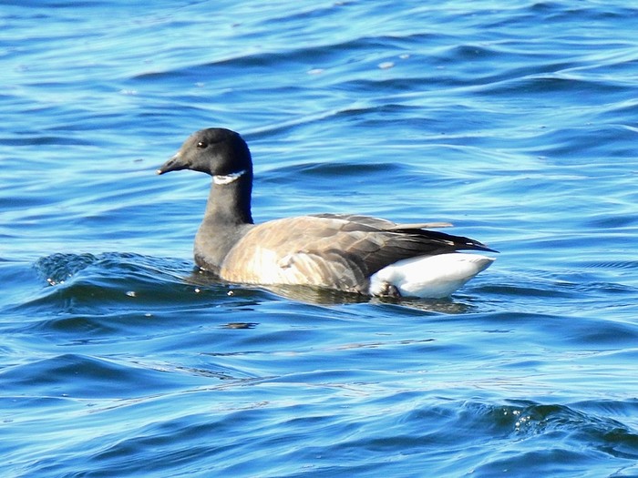 Dark-bellied Brent Goose