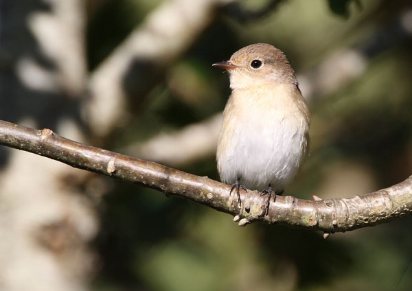 Red-breasted Flycatcher