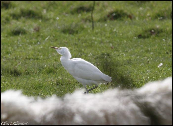 Cattle Egret