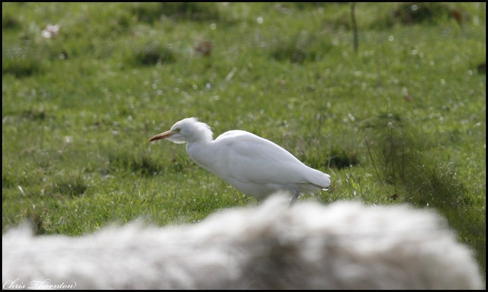 Cattle Egret