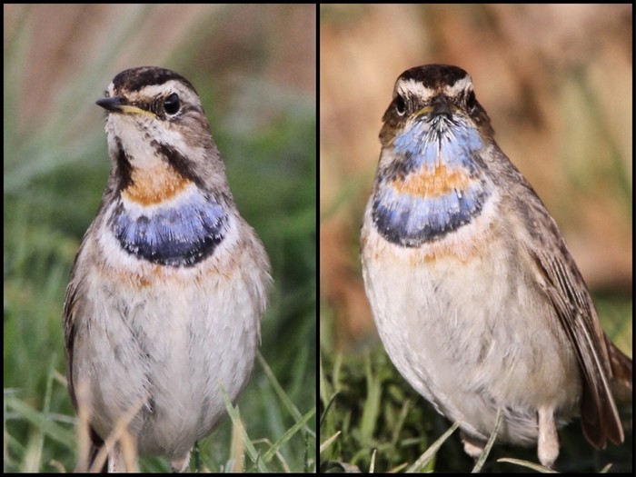 Bluethroat