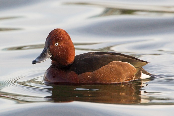 Ferruginous Duck