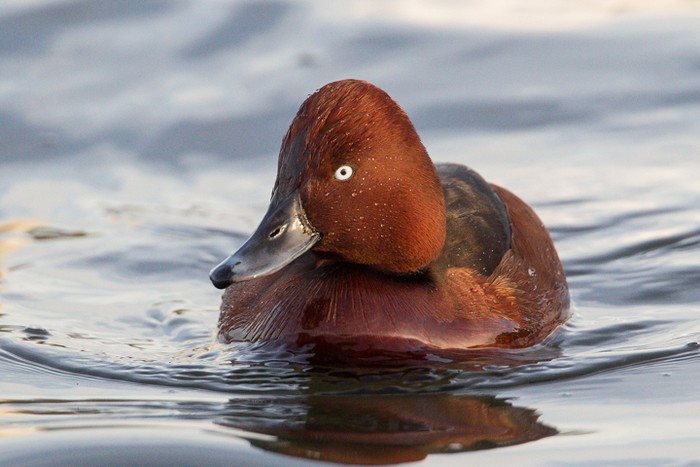 Ferruginous Duck