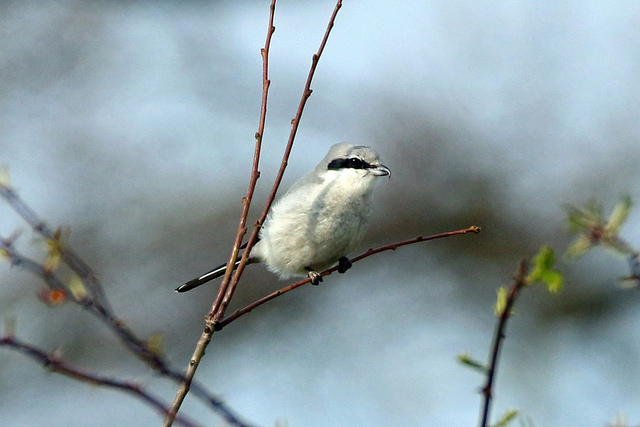 Great Grey Shrike