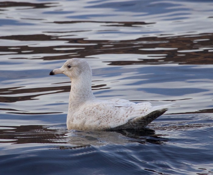Glaucous Gull