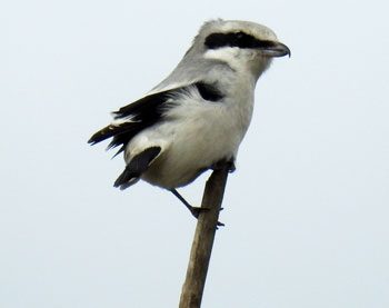 Great Grey Shrike