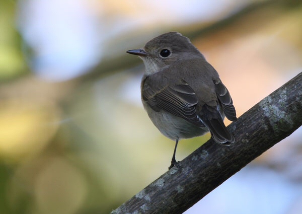 Red-breasted Flycatcher