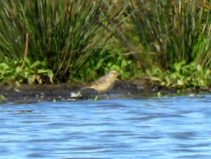 Water Pipit