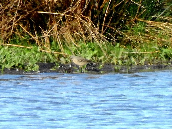 Water Pipit