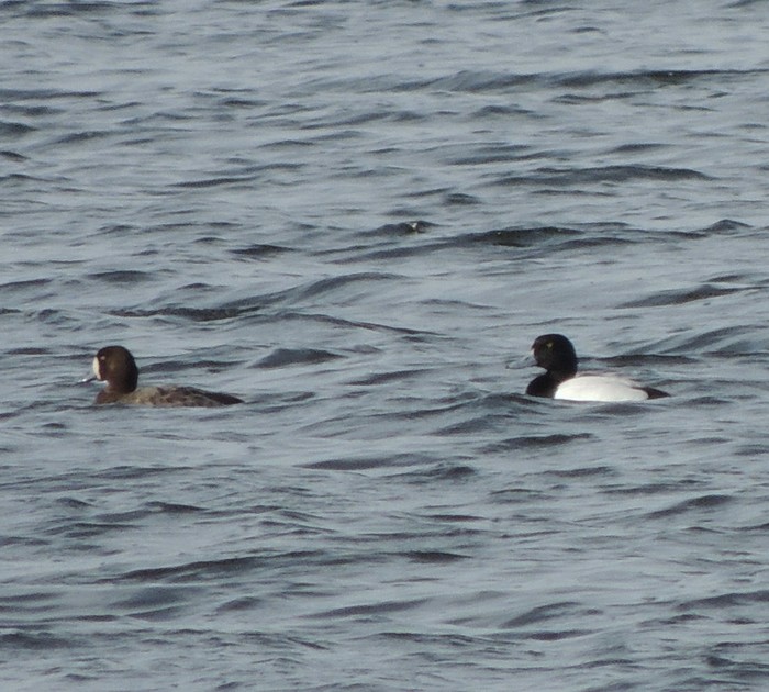 Scaup