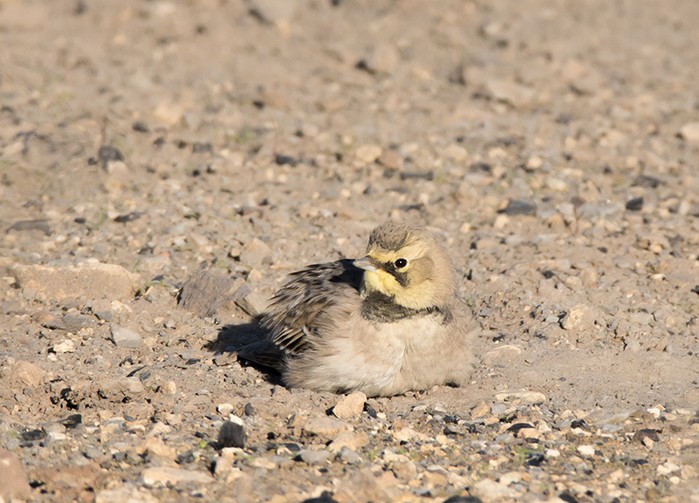 Shorelark