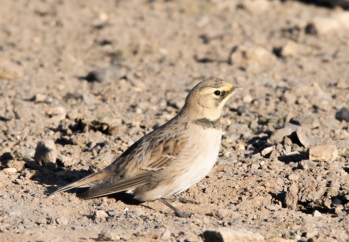 Shorelark