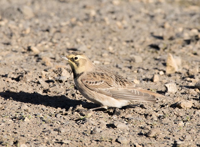 Shorelark