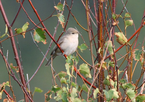 Barred Warbler