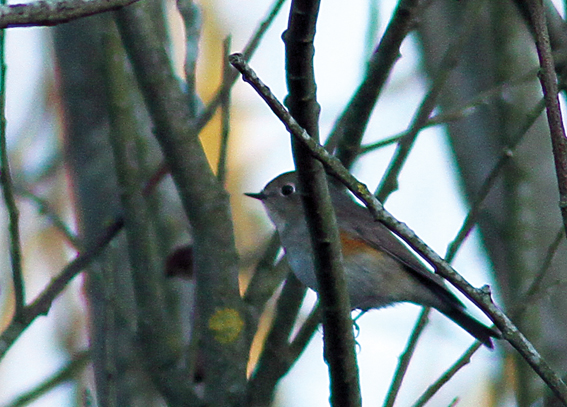 Red-flanked Bluetail