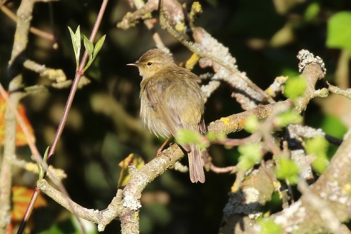 Iberian Chiffchaff