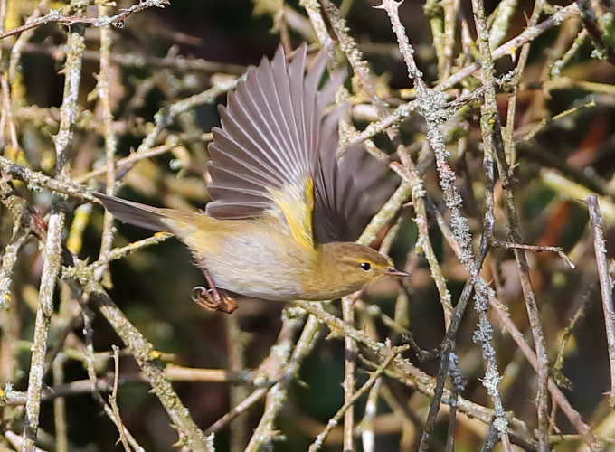 Iberian Chiffchaff