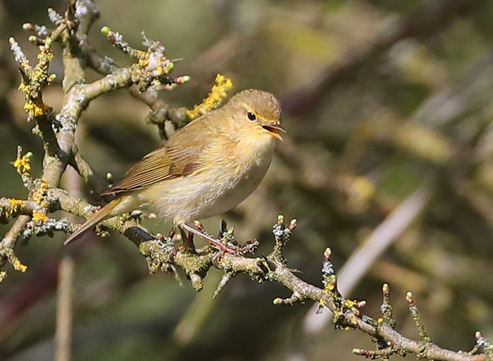 Iberian Chiffchaff