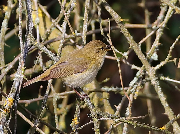 Iberian Chiffchaff