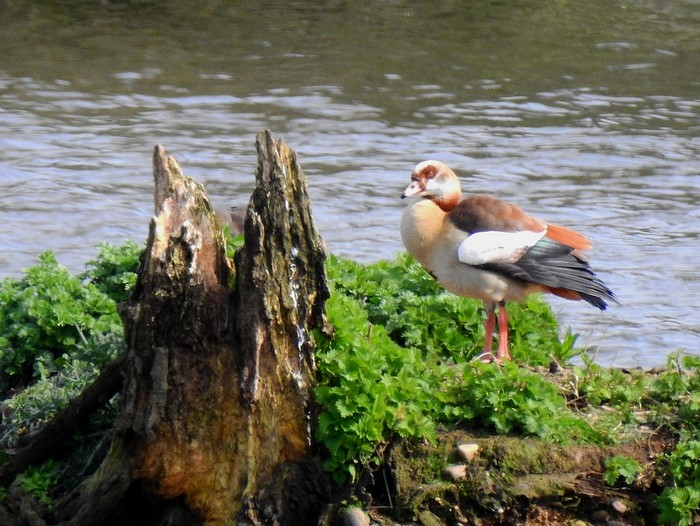 Egyptian Goose