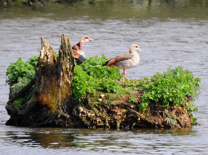 Egyptian Goose