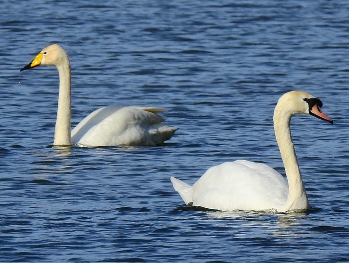 Whooper Swan