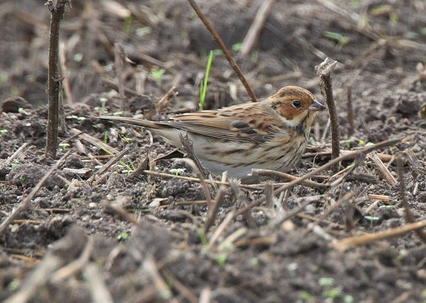 Little Bunting