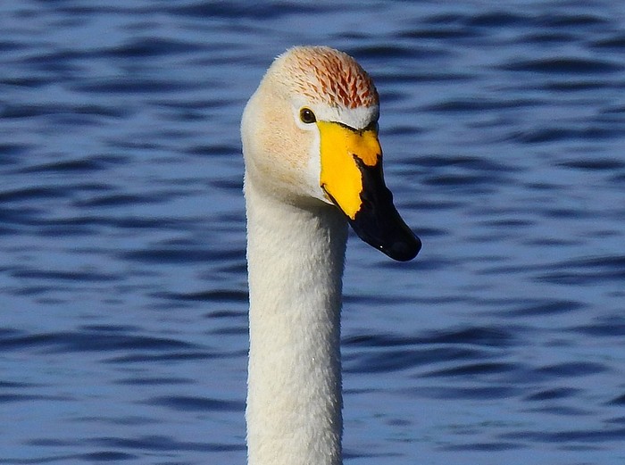 Whooper Swan