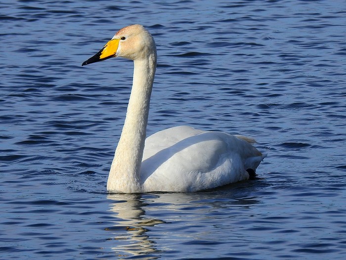 Whooper Swan