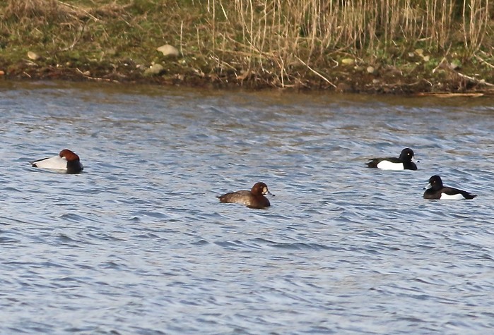 Scaup