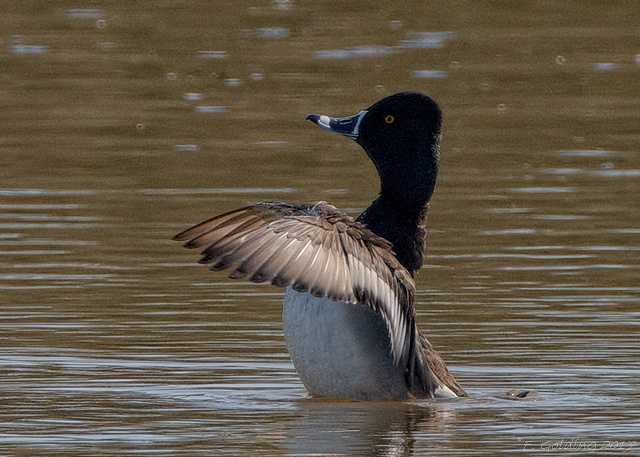 Ring-necked Duck