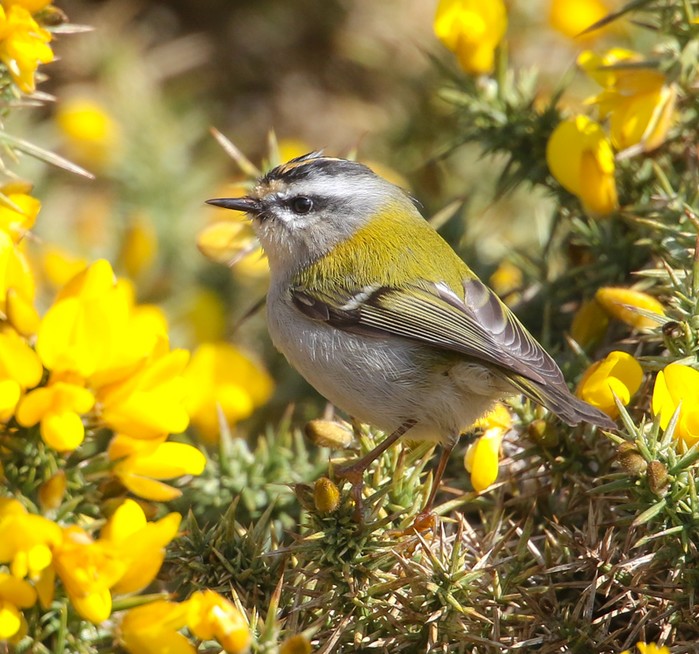 Firecrest