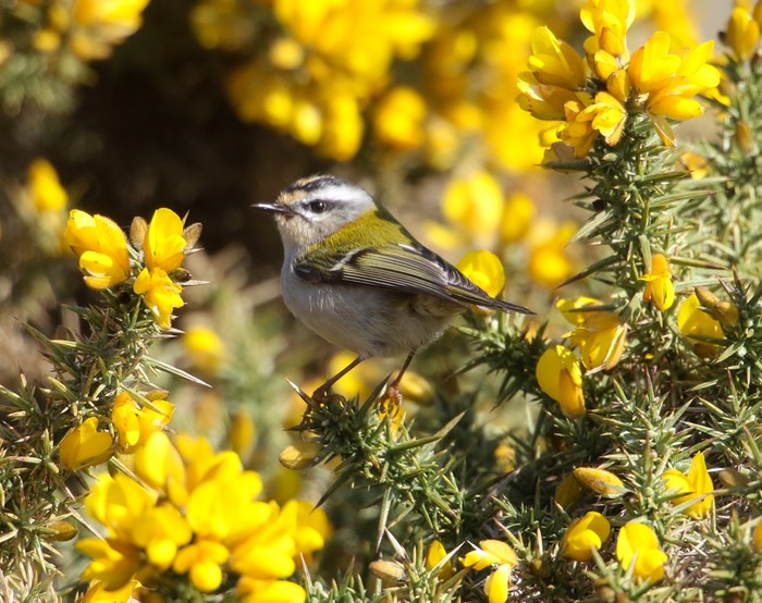 Firecrest