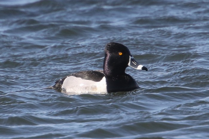 Ring-necked Duck