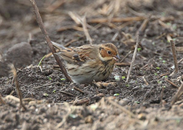 Little Bunting