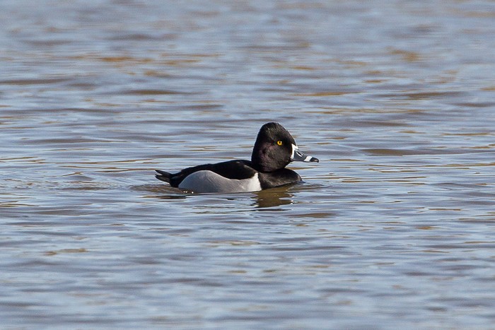 Ring-necked Duck