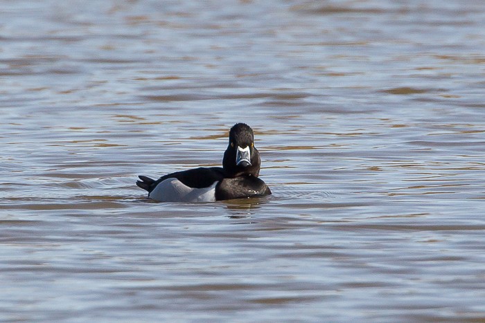 Ring-necked Duck