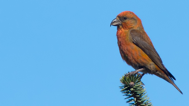 Crossbill