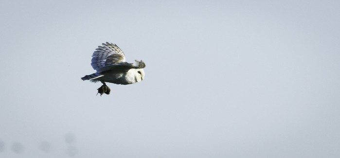 Barn Owl