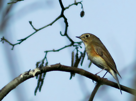 Red-flanked Bluetail
