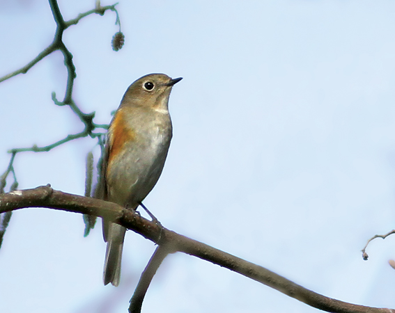 Red-flanked Bluetail