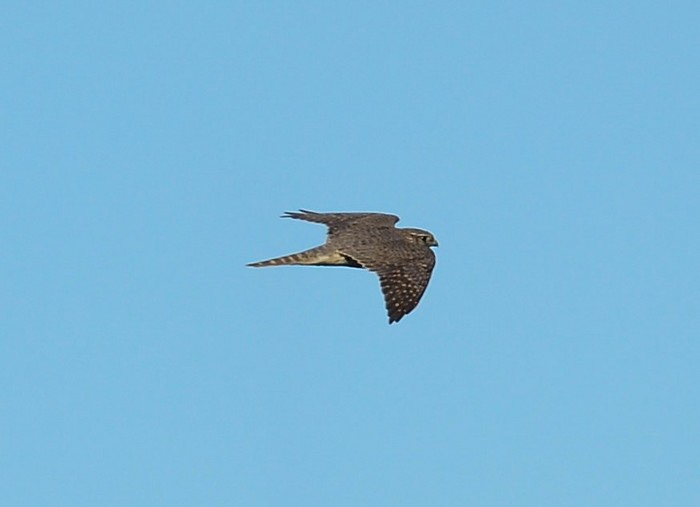 Merlin