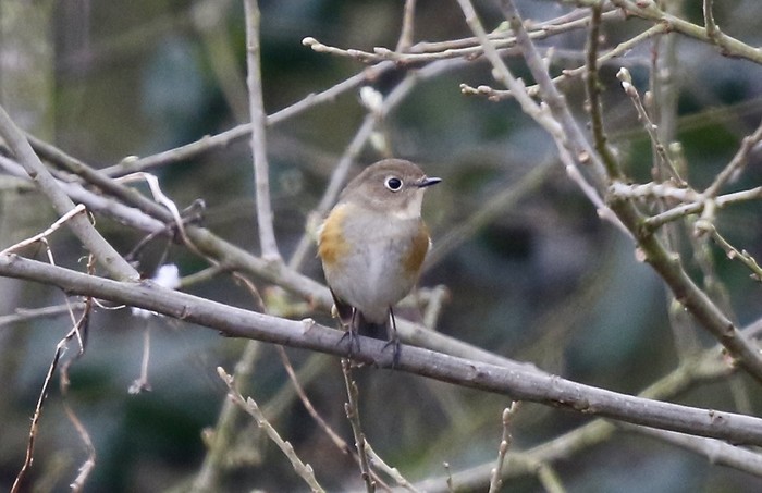 Red-flanked Bluetail